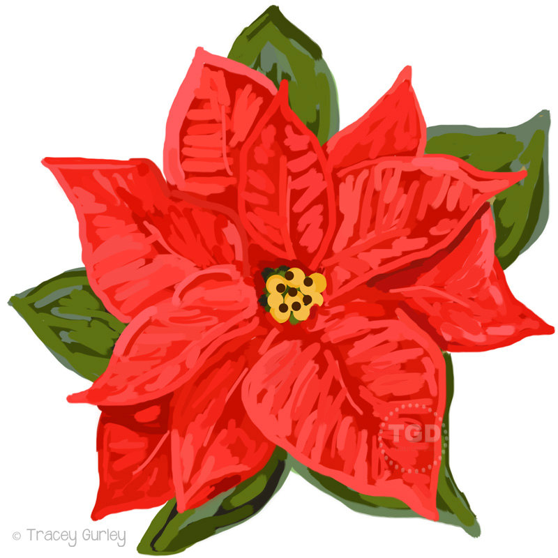 10  images about Poinsettia o
