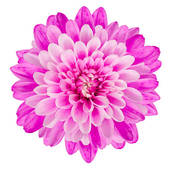 Chrysanthemum Flower Background Stock Clipart Gg58463628 Gograph
