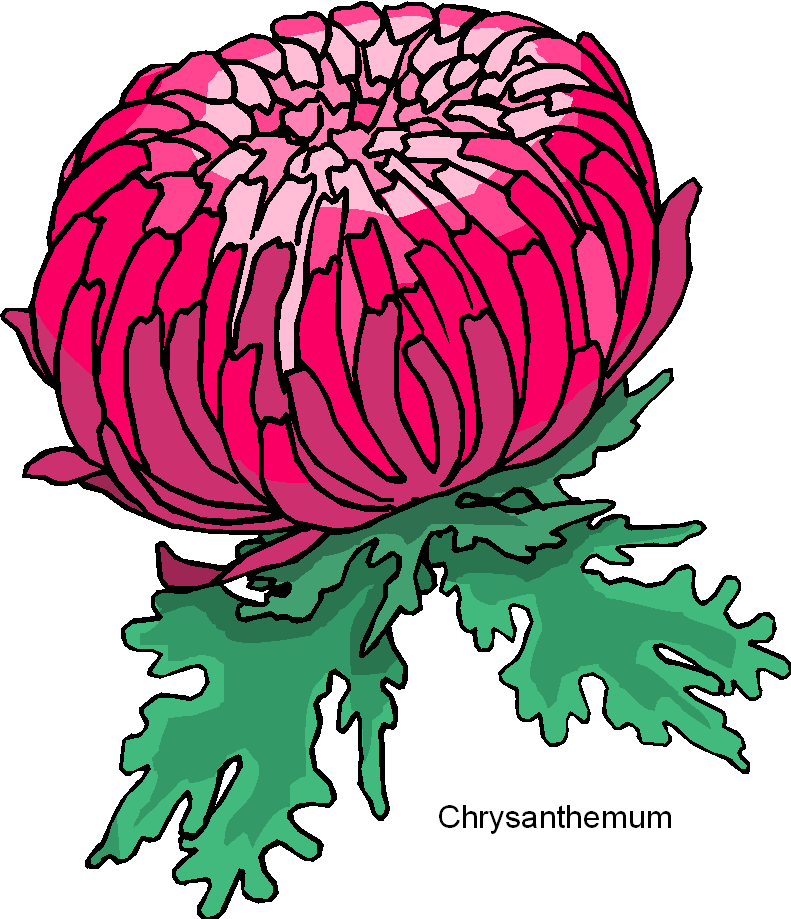 Chrysanthemum Flower Free Clipart Free Microsoft Clipart