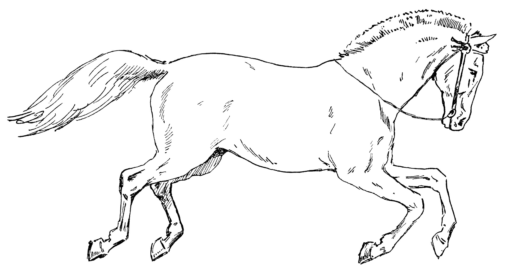 clipart horse