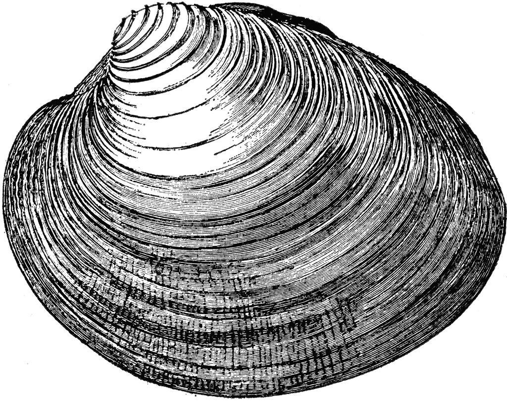 clam clipart 