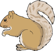 Squirrel Holding Acorn Nut Bl
