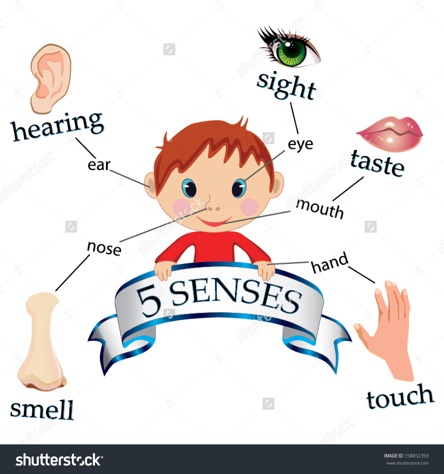 Clip Art 5 Senses Clipart 5 senses of the body clipart clipartfox educational concept