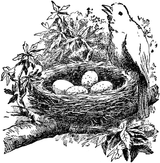clip art birds nest | Cartoon Bird Nest Clip Art