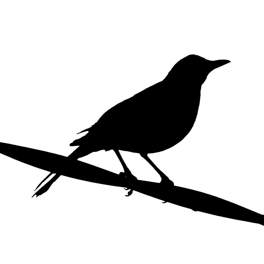 ... Clip Art Blackbird - Clip - Black Bird Clip Art