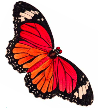 Clip art, Butterflies and Cli - Clip On Butterflies