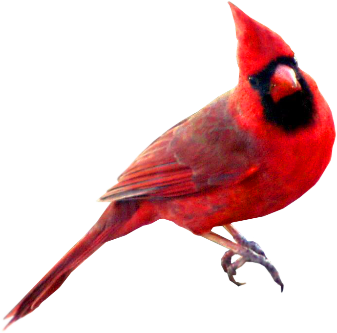 Clip Art Cardinal Bird Clipart Best