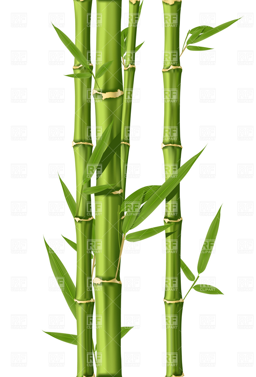 bamboo shoot; bamboo leaves .