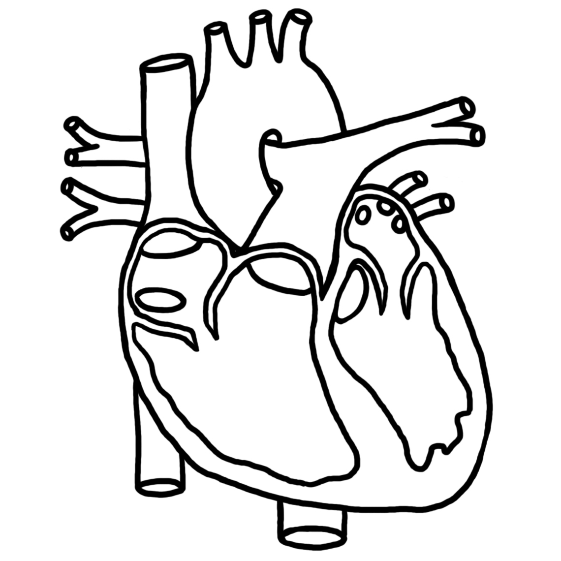 Heart Anatomy Coloring Page