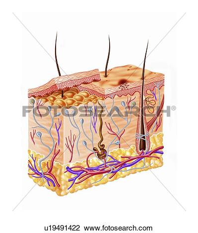 Clip Art - Human skin anatomy, artwork. Fotosearch - Search Clipart, Illustration Posters