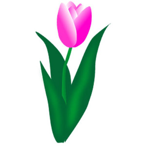 Free tulip clipart download c