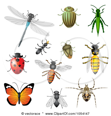 insect clipart black and whit