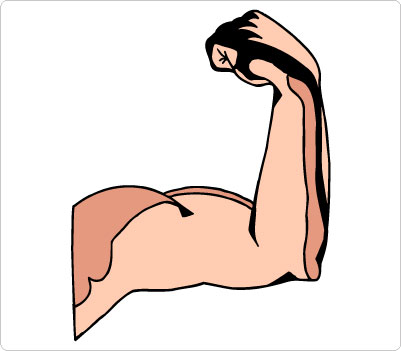 Clip Art Muscular Arms Clipar - Muscles Clip Art