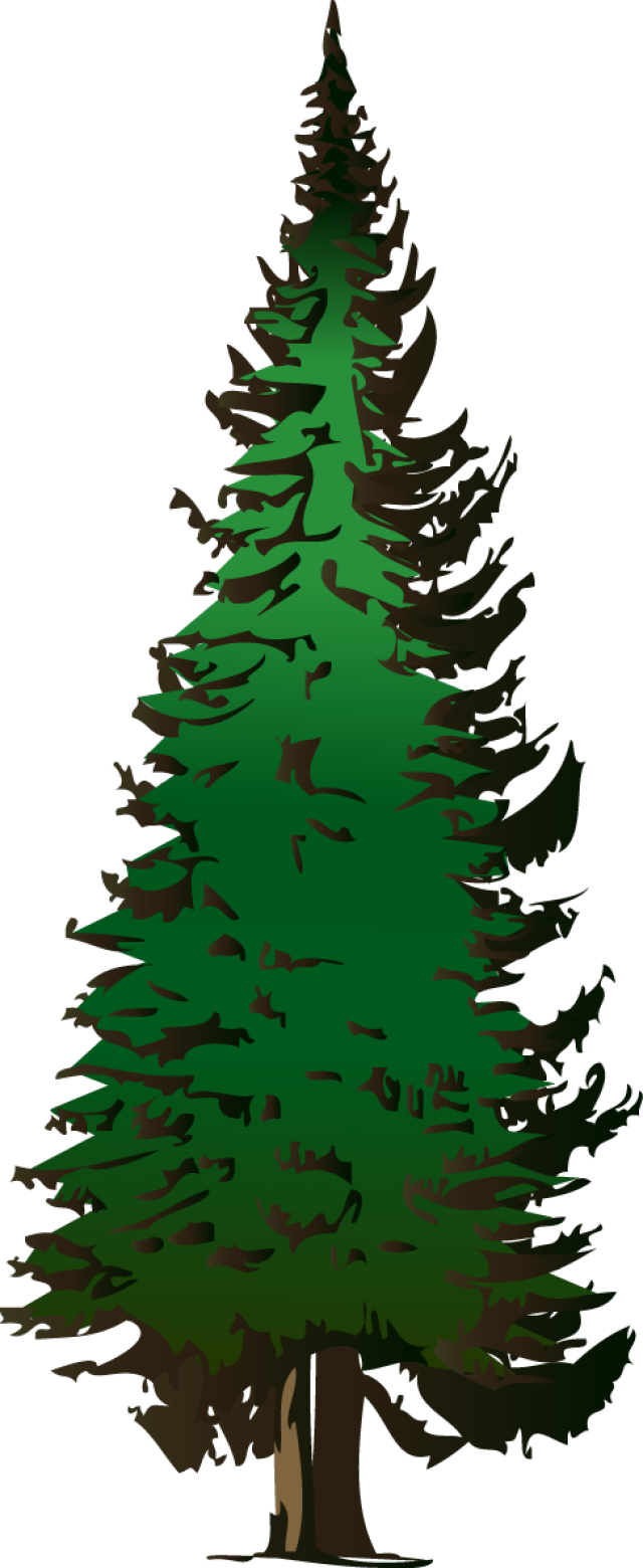 Clip Art of a Evergreen Tree .