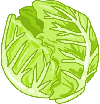 Clip Art Of A Head Of Green Lettuce Or Cabbage