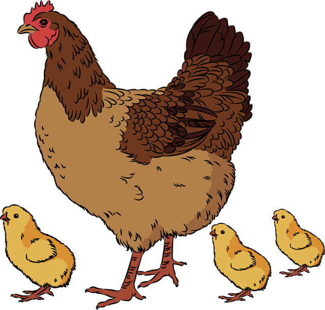 Clip Art of a Hen and Her .