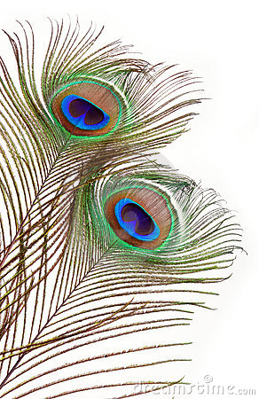 Clip Art of a Peacock Feather