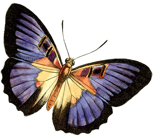Clip Art Of Butterflies - Cli - Butterfly Clipart Free