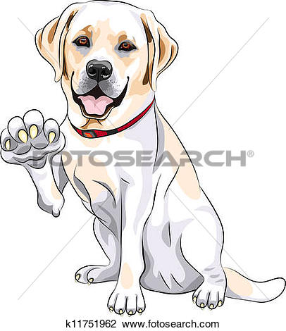 Labrador retriever dog breed 