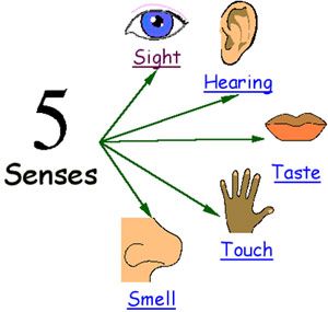 clip art of the 5 senses