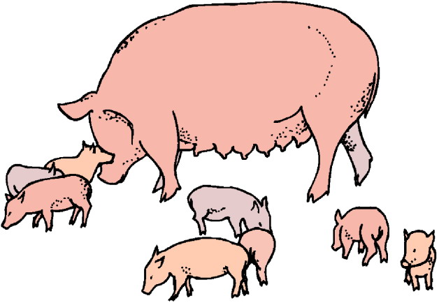 Cartoon Clipart: Free Pig Car