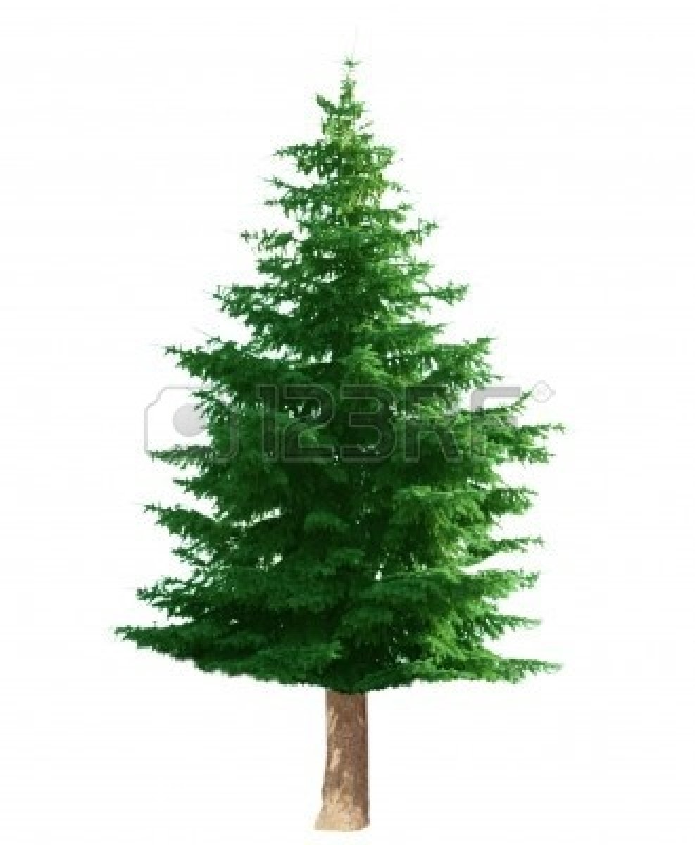 Clip Art Pine Tree Free Pine Pine Tree Clipart