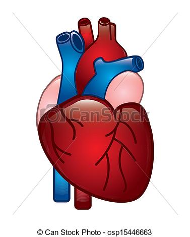 Clip Art. Human heart, eps10