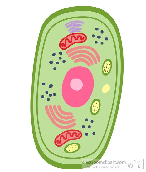 -clipart-8149 plant cell .