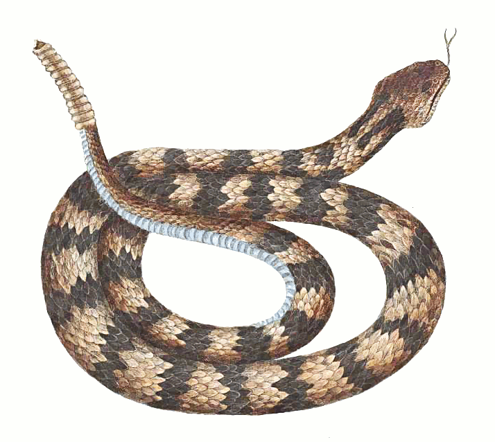 Coiled Rattlesnake Clipart #1