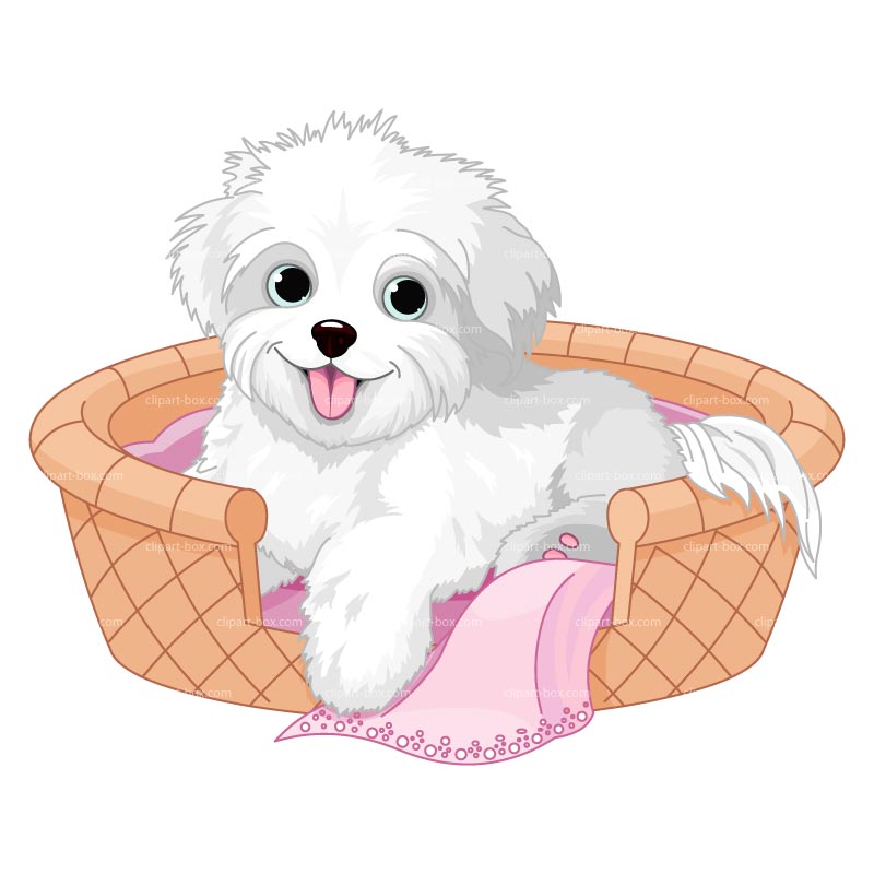 puppy: Cute white lap-dog .