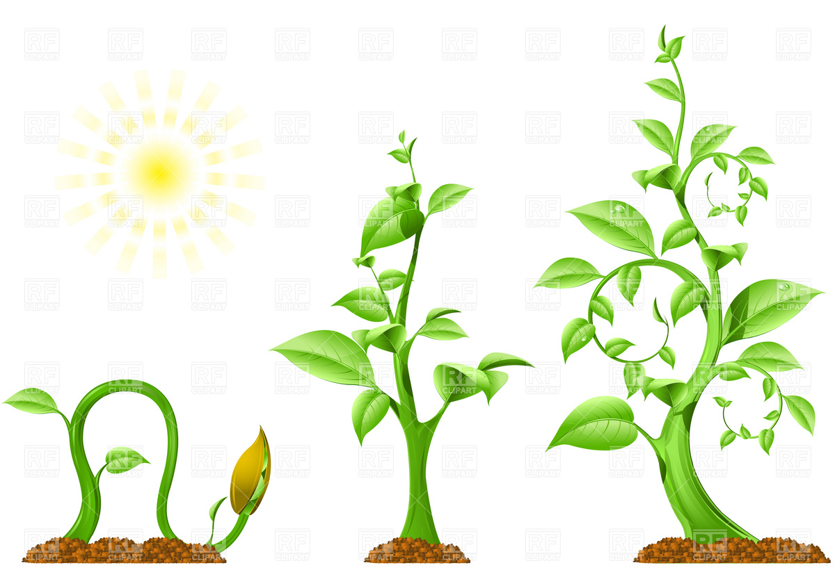 Clipart Catalog Plants And Animals Plant Growth Download Royalty