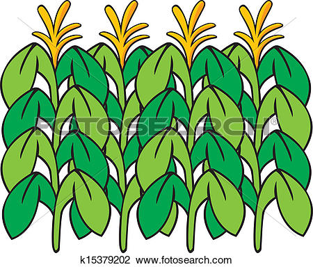 Clipart - Corn Stalk. Fotosearch - Search Clip Art, Illustration Murals,  Drawings and