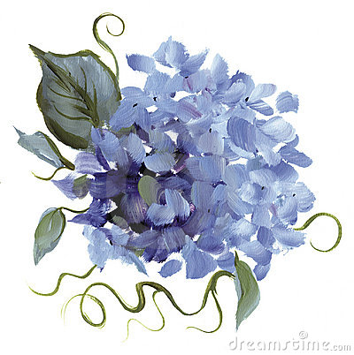 Hydrangea Flower Pictures Of 