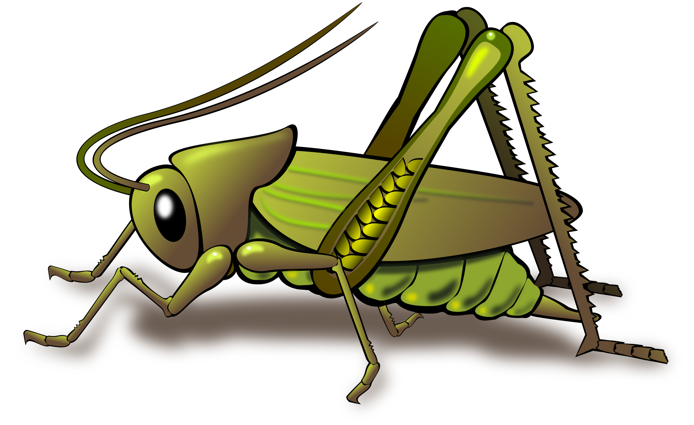 ... a green grasshopper