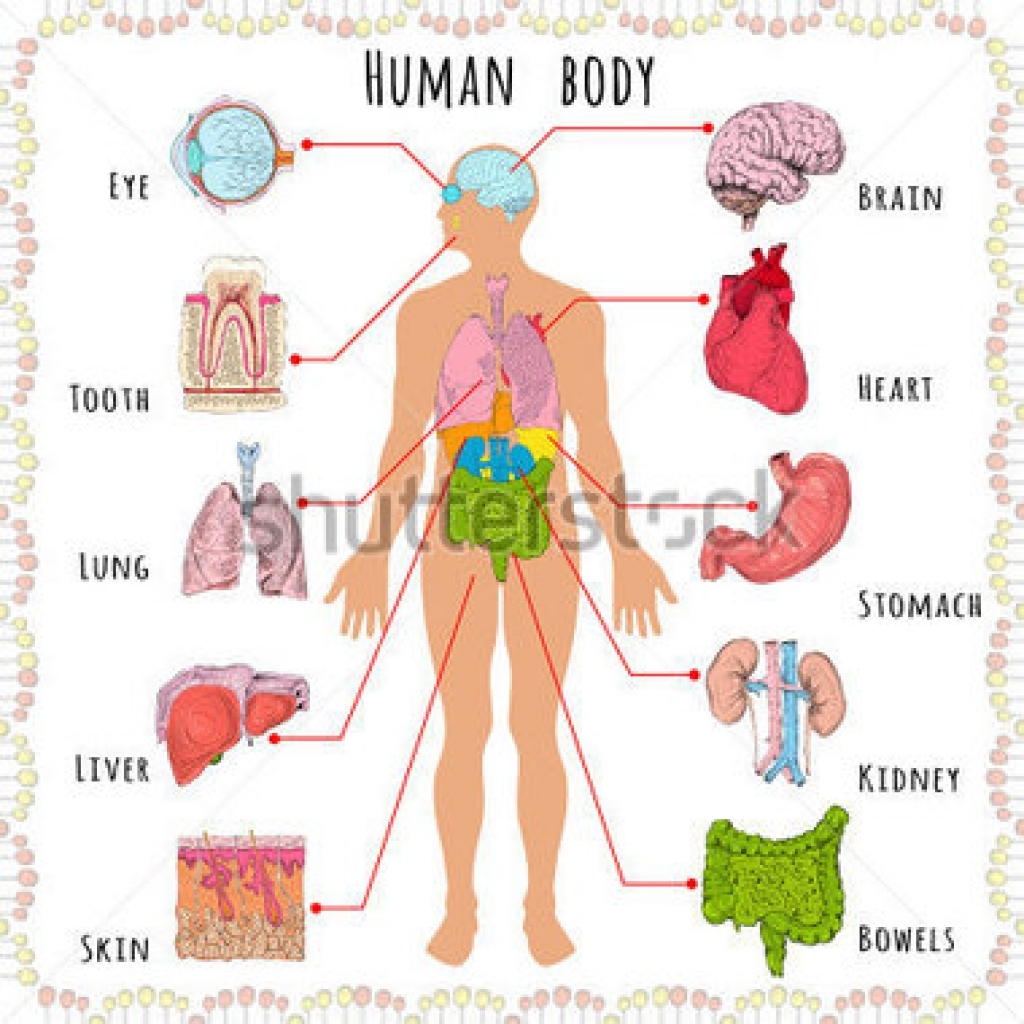 clipart human body organs . - Human Body Clipart