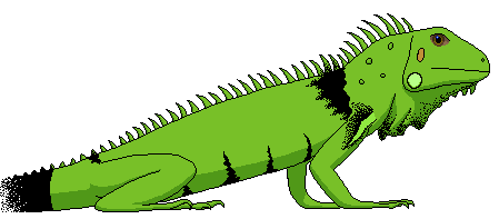 ... Cartoon Iguana Lizard - A