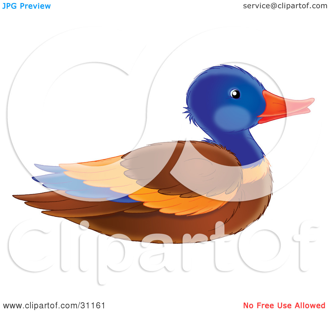 Clip Art - fowl, duckling, bi