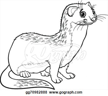Himalayan Weasel clipart pict