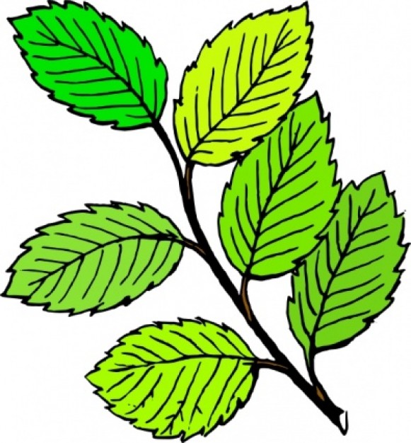 Free Green Leaf Clip Art