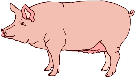 clipart pig - Clipart Of Pigs