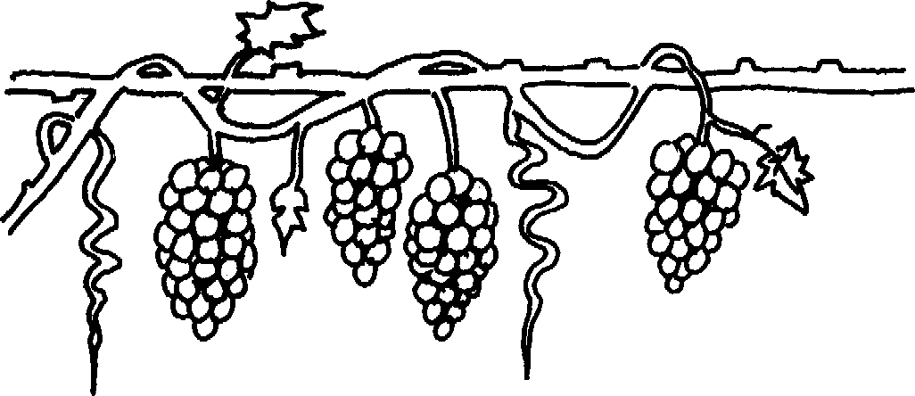 grapes vine clipart