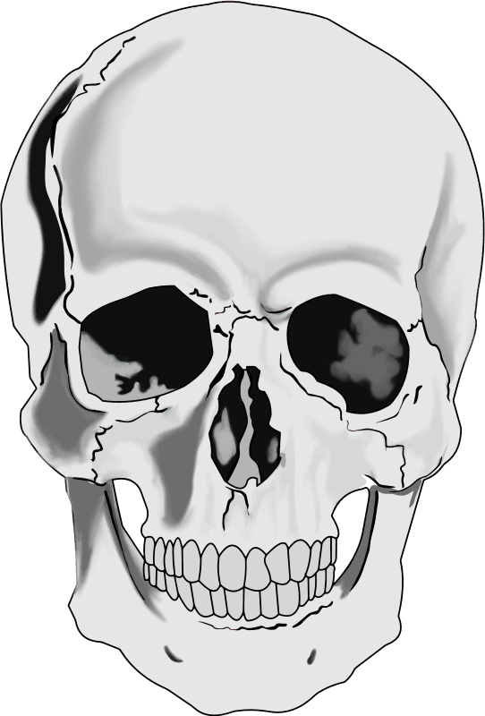 Clipart realistic human skull