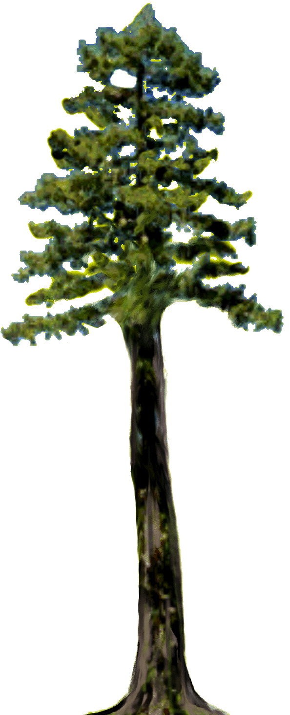Clipart Redwood Tree