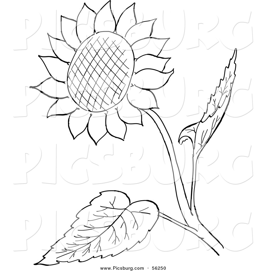 Clipart Sunflower Black And White Clip Art Of A Sunflower And Leaves