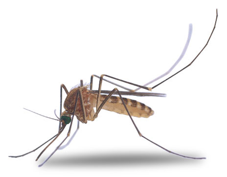 Cliparti1 Mosquito Clipart
