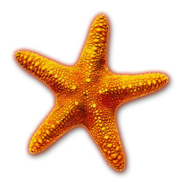 Star fish clip art - .