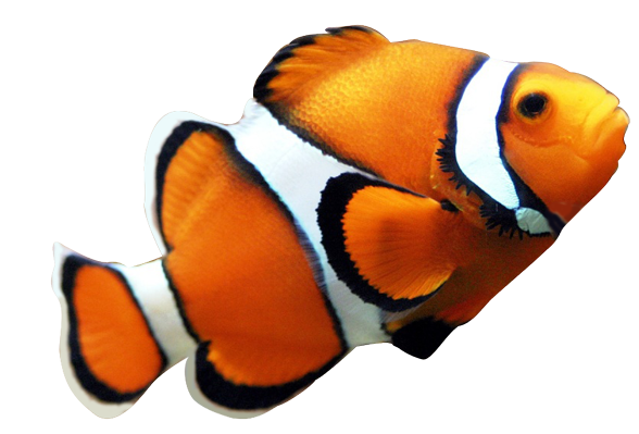Clownfish clown fish clipart 