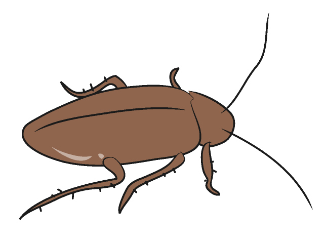 Cockroach Clip Art - Cockroach Clipart