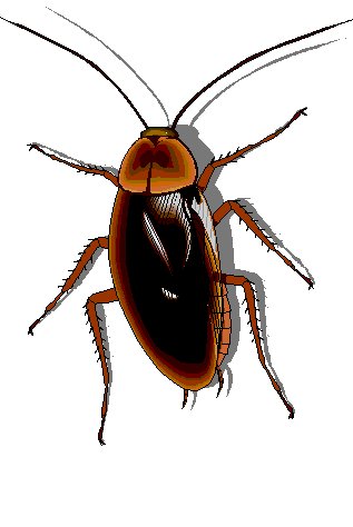 Cockroach Clip Art