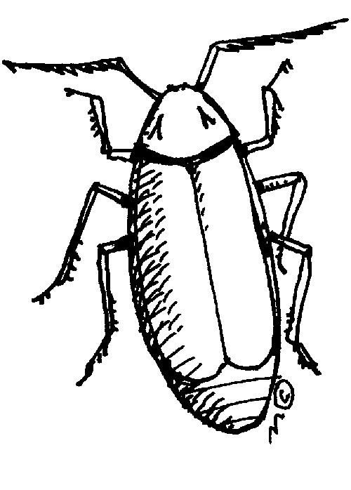 cockroach - Cockroach Clipart